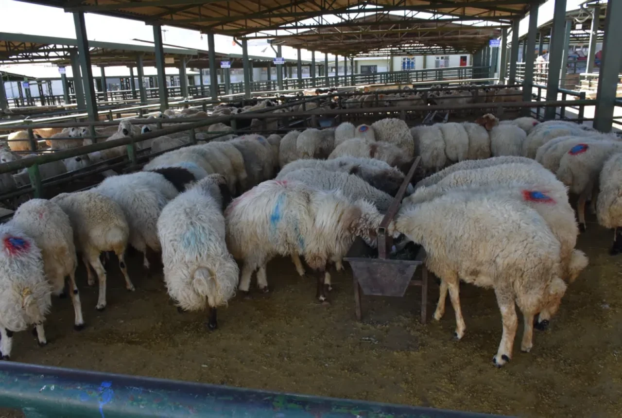 Bir ay sonra Malatya hayvan pazarı yeniden alıcıya açıldı