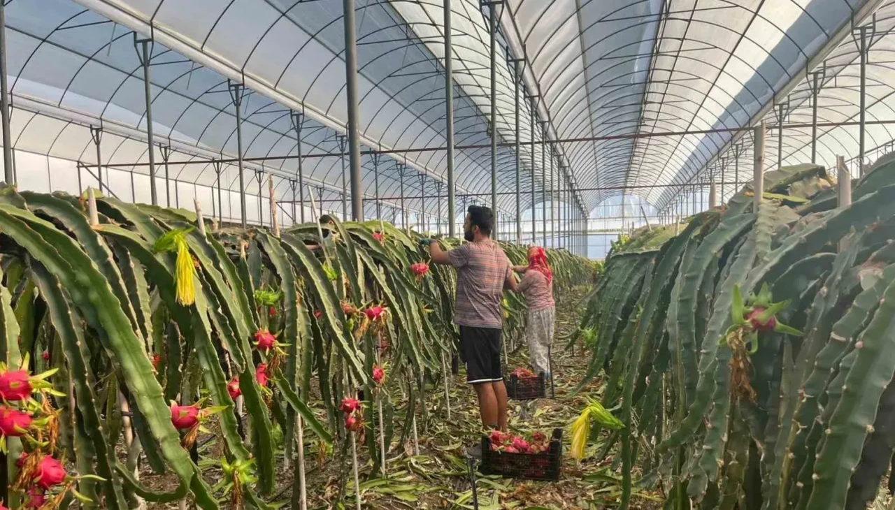 Altın gibi değerli: Alanya’da Ejder Meyvesi'nin kilosu 150 TL’den satılıyor!