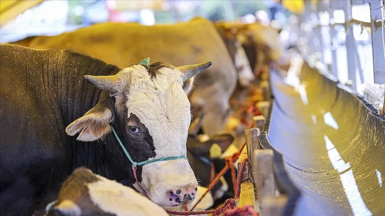 Kaçak küçükbaş hayvanlara el konuldu, sahibine ağır ceza