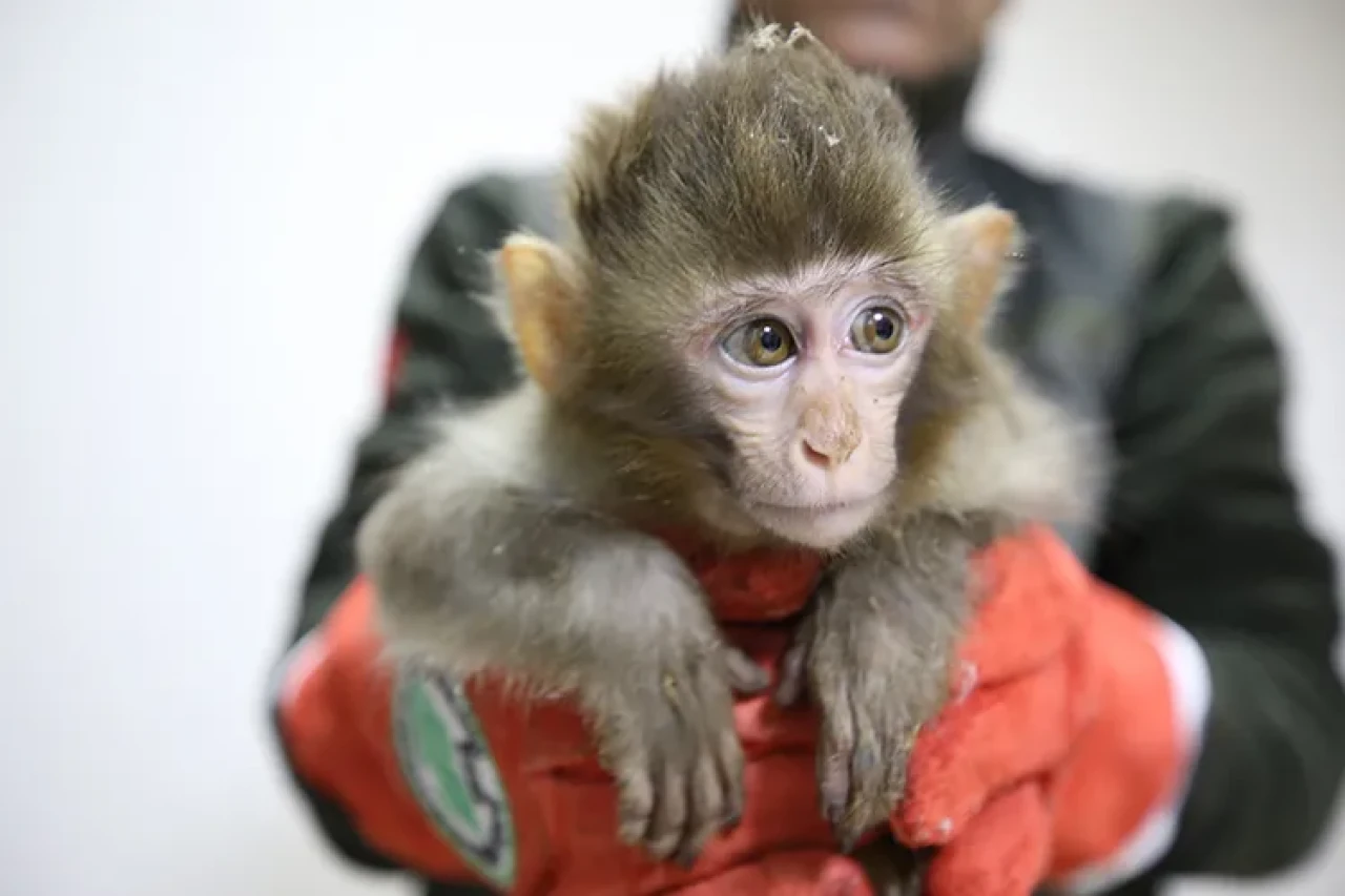 Gümrükte şok! Otomobilden şahin, TIR'dan maymun çıktı