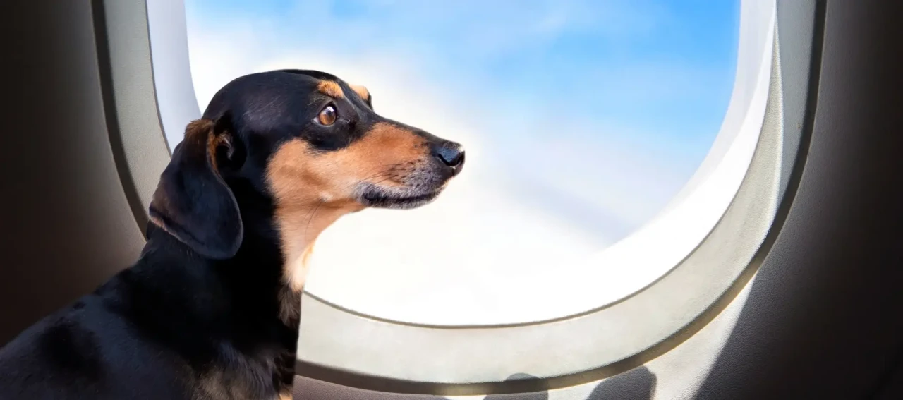 Köpekle uçak seyahati nasıl oluyor, prosedürler neler?