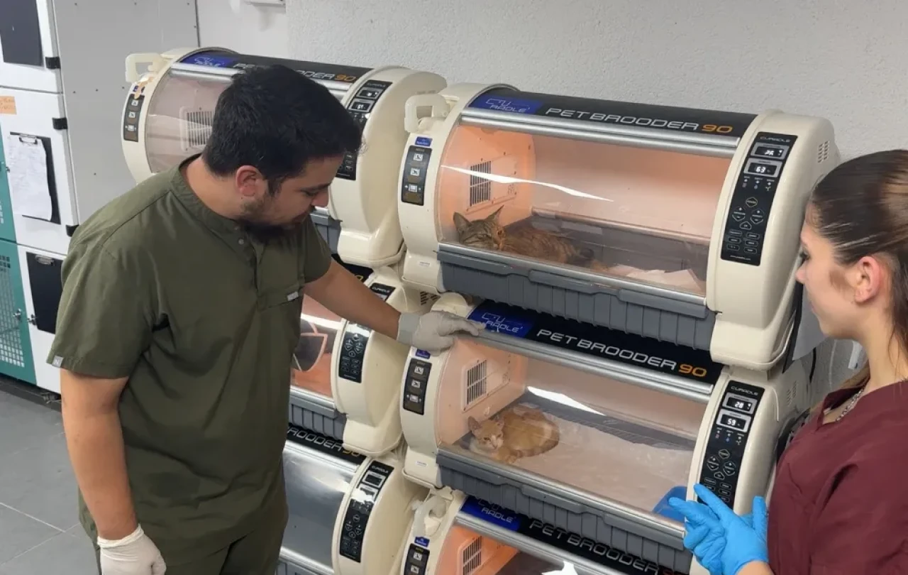 Damağı çürüyen kediye kıkırdak yamayla yaşam şansı