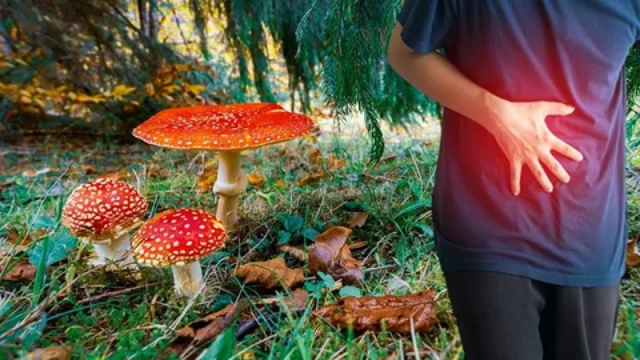 Kastamonu’dan kritik uyarı: Doğadan toplanan mantarlar ölümcül olabilir