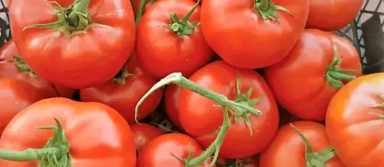 Dünyanın En İyi 10 Domatesi Listesinde Hangi Ülkeler Var? Türkiye Kaçıncı Oldu?