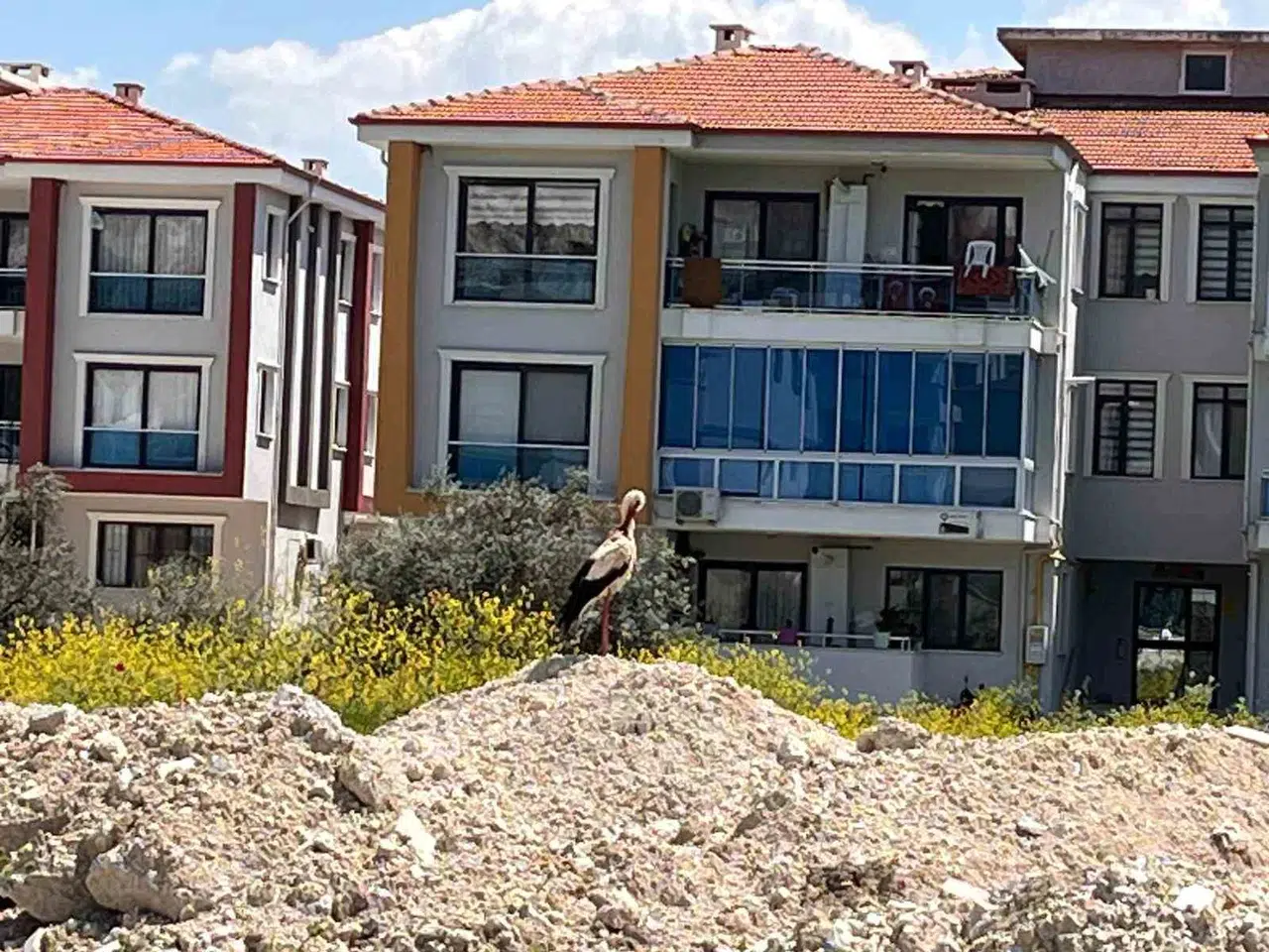 Yatağan'da baharın sürpriz misafiri: Şehir merkezinde tur attı