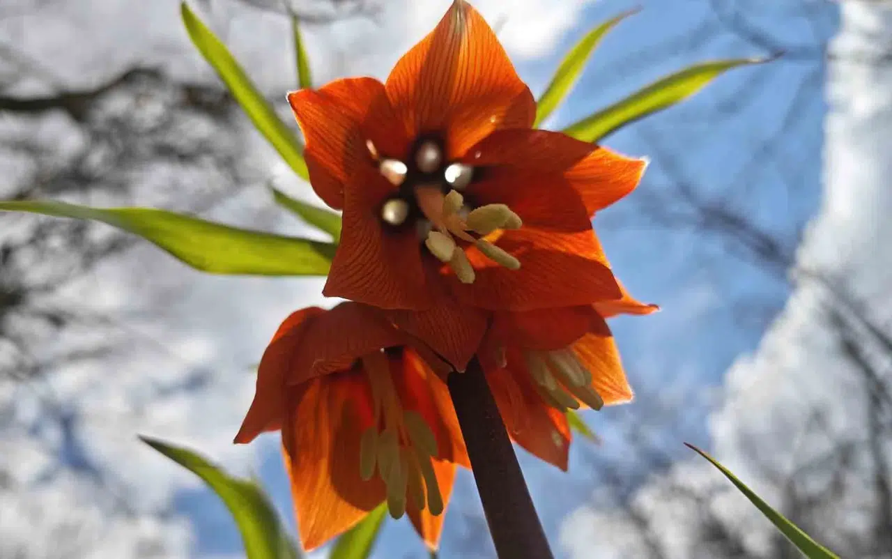 Doğanın ağlayan gelini Bitlis’te sahneye çıktı: Koparmanın bedeli servet değerinde