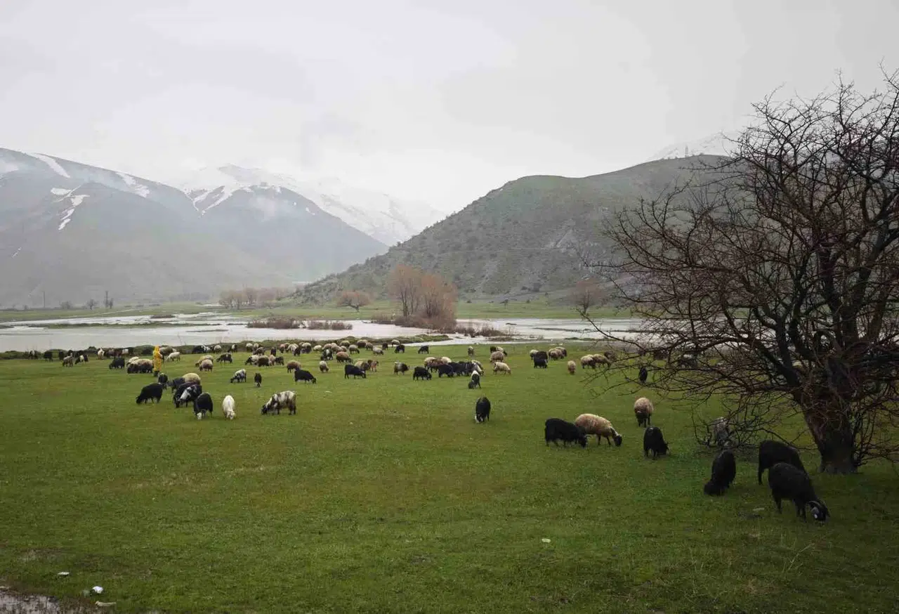 Bitlis’te bahar bereketi: 5 aylık esaret bitti, sürüler yaylalara koştu