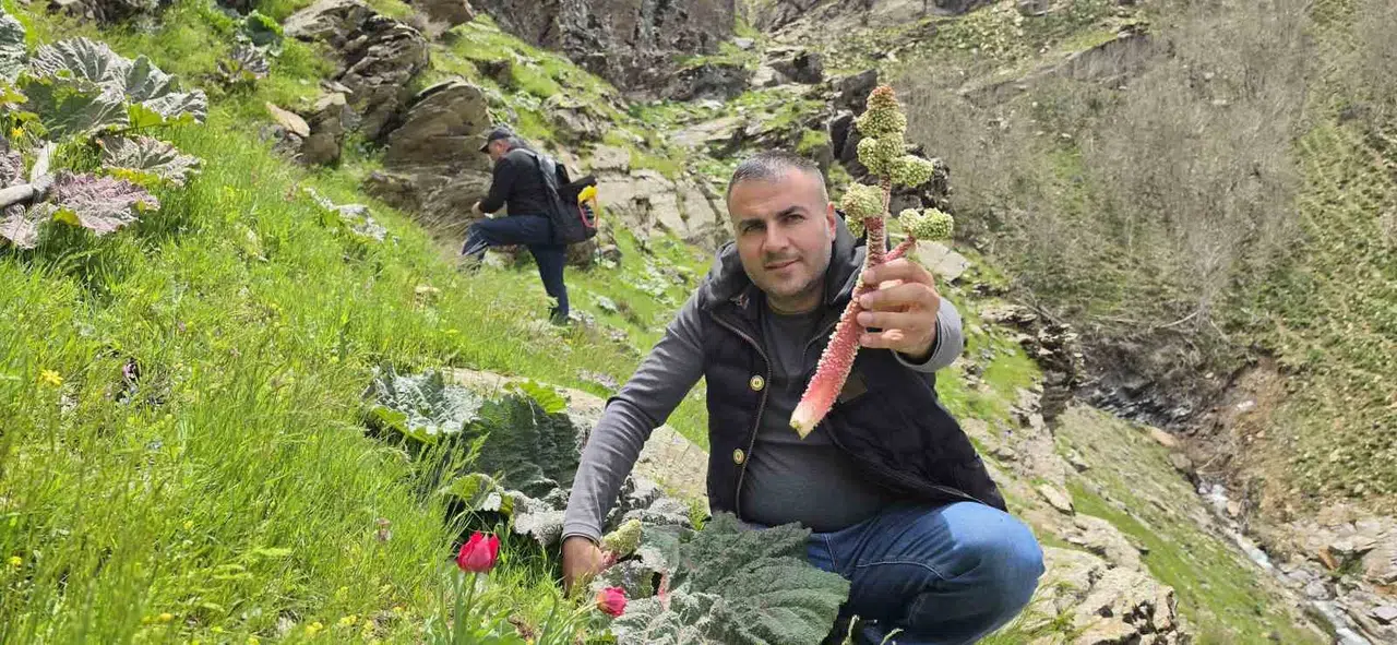 Dağların zirvesinde bahar bereketi: Bitlis’te ’yayla muzu’ mesaisi başladı