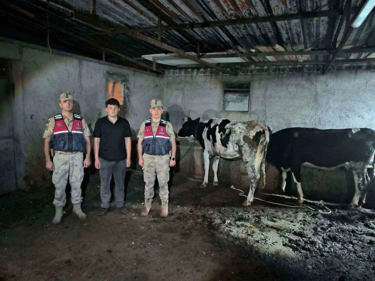 Kilis'te kaybolan büyükbaş hayvanlar jandarma tarafından bulundu
