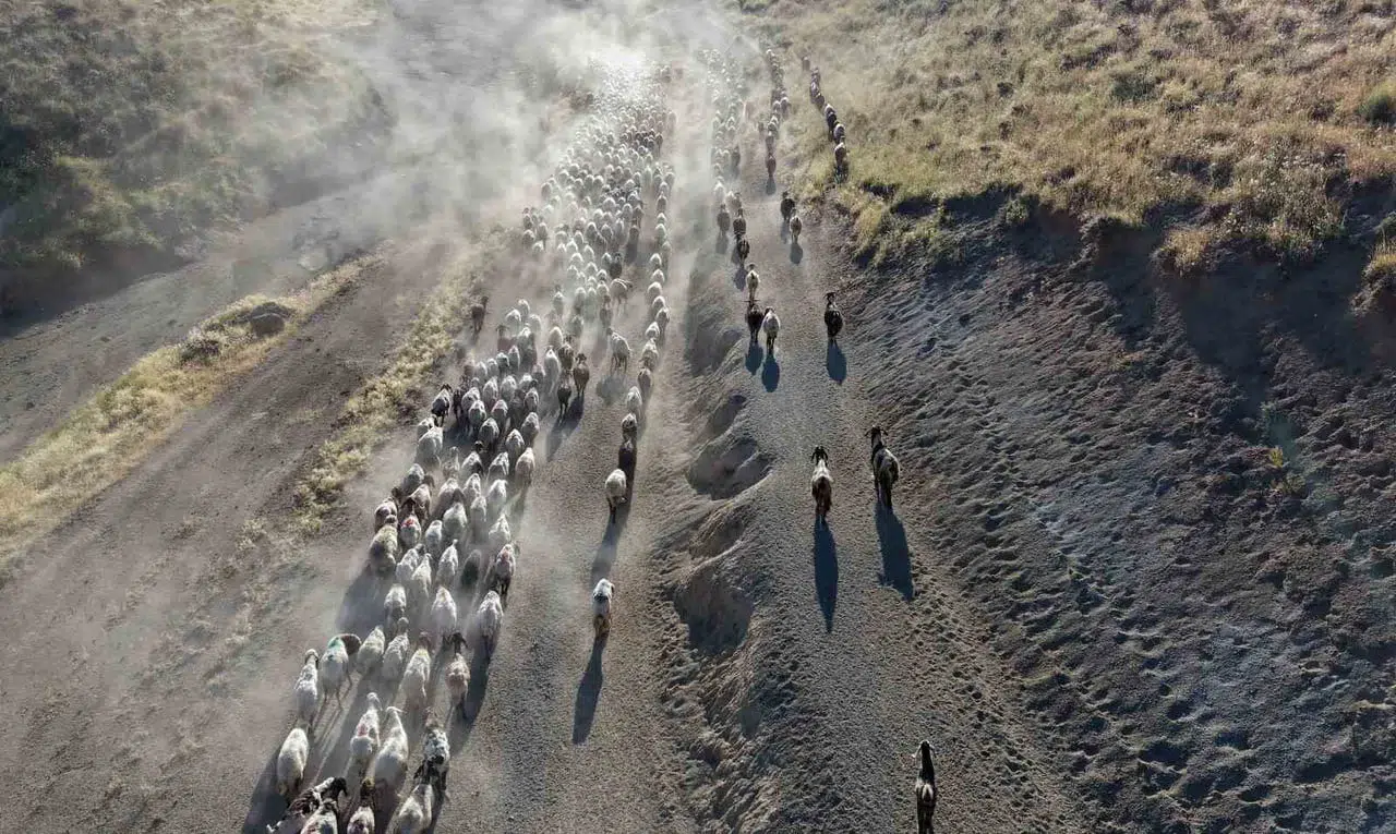 Bitlis'te koyun sürülerinin tozlu yolculuğu görsel bir şölen sunuyor