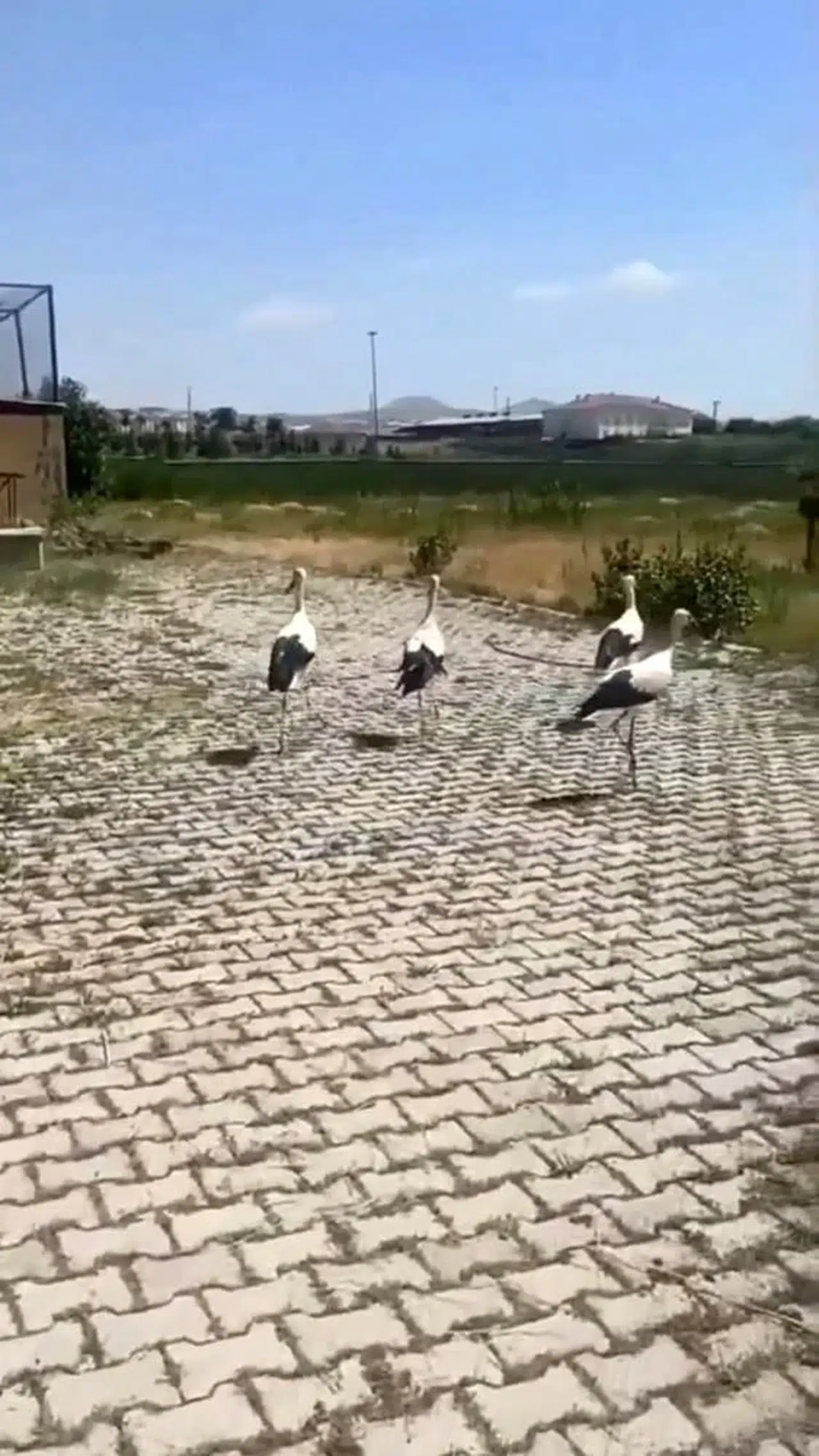 Bitlis'te tedavi edilen leylekler doğaya kavuştu