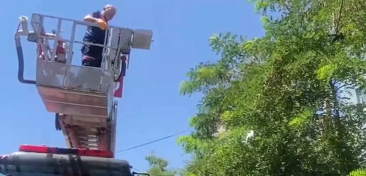 Bitlis'te mahsur kalan karga itfaiye sayesinde kurtarıldı
