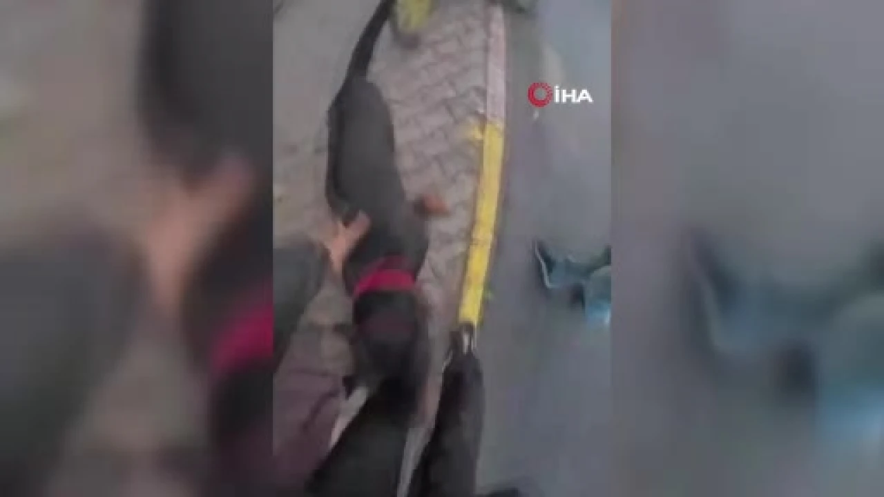 Ağızlıksız gezdirdiği köpek sokağı kana buladı: O anlar kamerada!