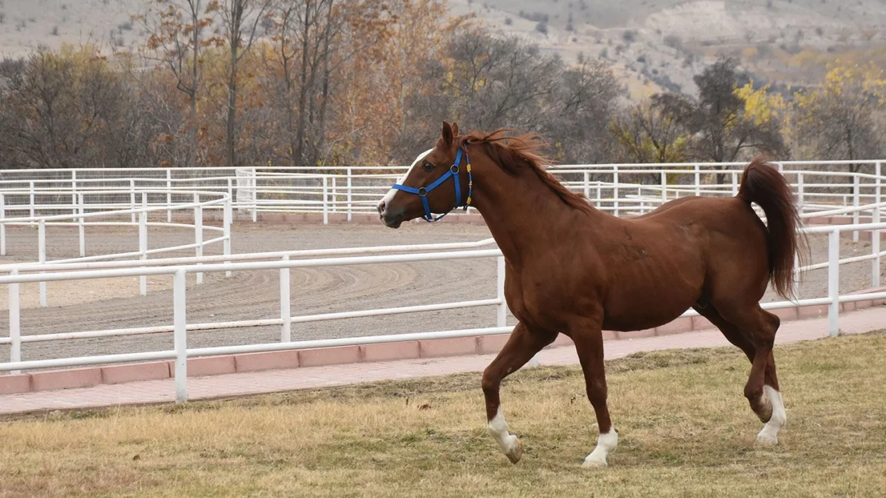 Atlı panik! Ümraniye'de dakikalarca süren kovalamaca