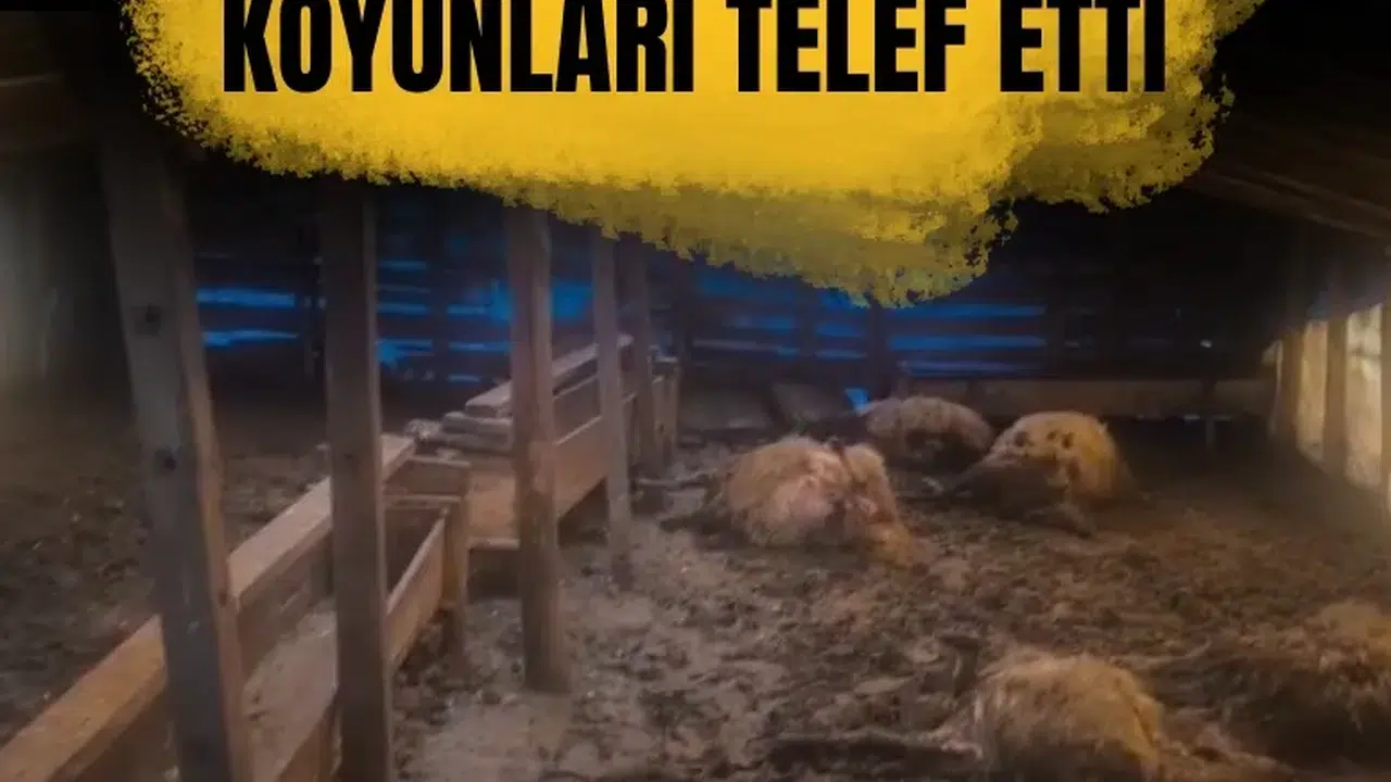 Erzincan’da kurtlar ahıra girdi: 10 koyun telef oldu 10 koyun yaralandı