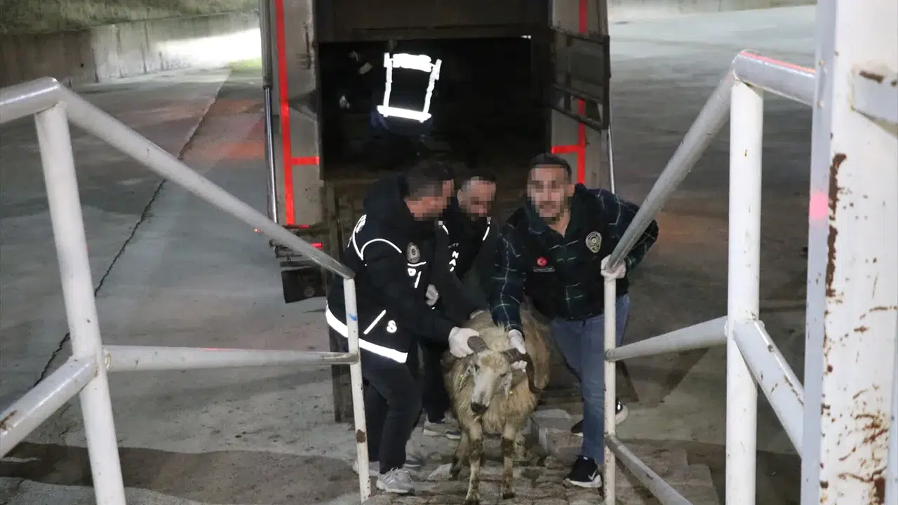 İnsanlık dışı yöntemle zehir ticareti: Hayvanların karnındaki dikiş izleri operasyonun kilidi oldu!