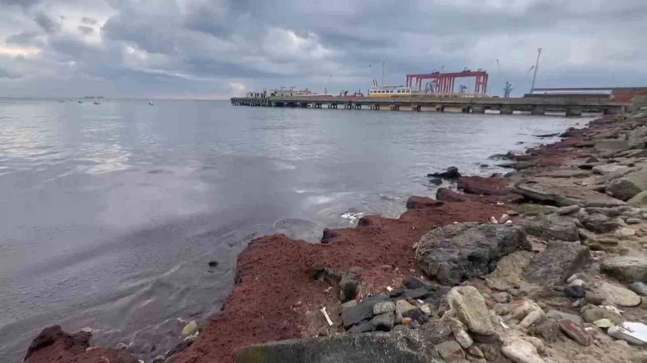 Tekirdağ’da kuvvetli rüzgar sahili kırmızı yosunla kapladı