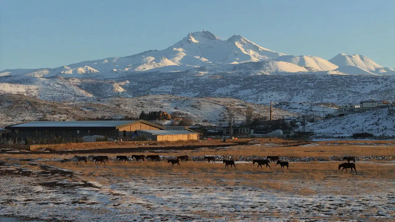 Hürmetçi Sazlığı’nda doğanın sessiz kahramanları: Yılkı atları havadan görüntülendi