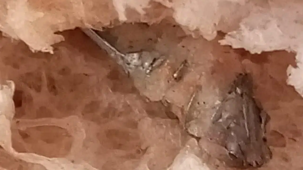 İzmir’de fırın skandalı: Alınan ekmeğin içinden vida çıktı!