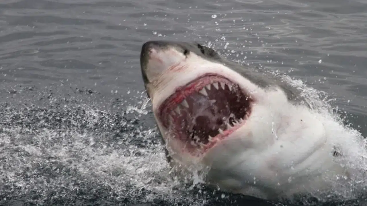 Sydney’de deniz bir anda sustu: 12 yaşındaki çocuk ağır yaralı