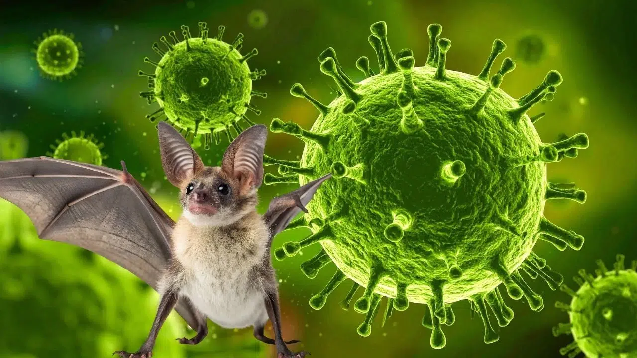 Nipah virüsü nedir, nasıl bulaşır, belirtileri nelerdir, tedavisi var mı? Nipah virüsü yeniden gündemde!