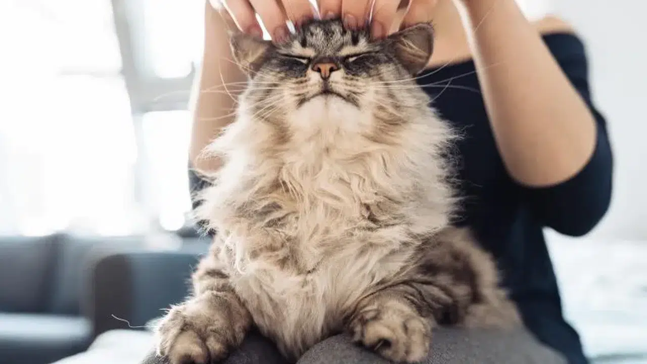 Bilim insanları, kedinizin mırlamasının miyavlamasından daha eşsiz olduğunu keşfetti.