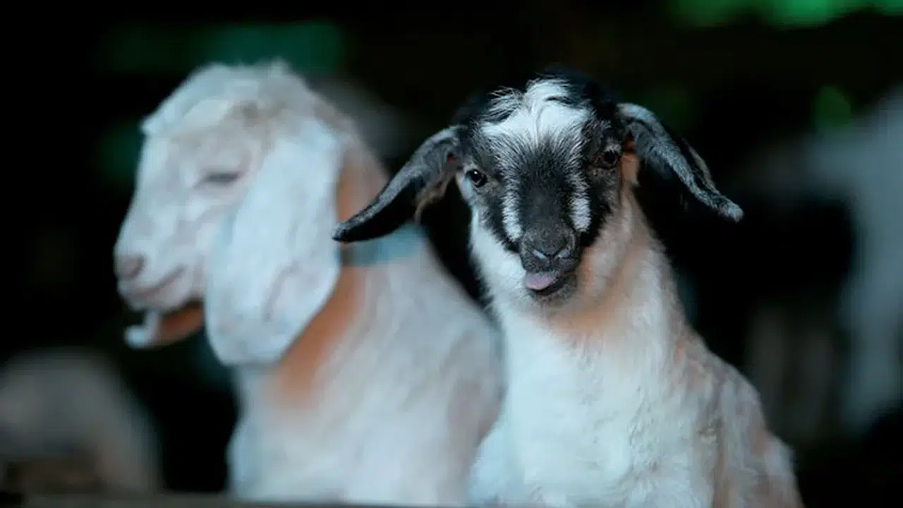 Kuzu oğlak desteği ne zaman yatacak? 2026 ödeme takvimi, destek tutarları ve ek primler...