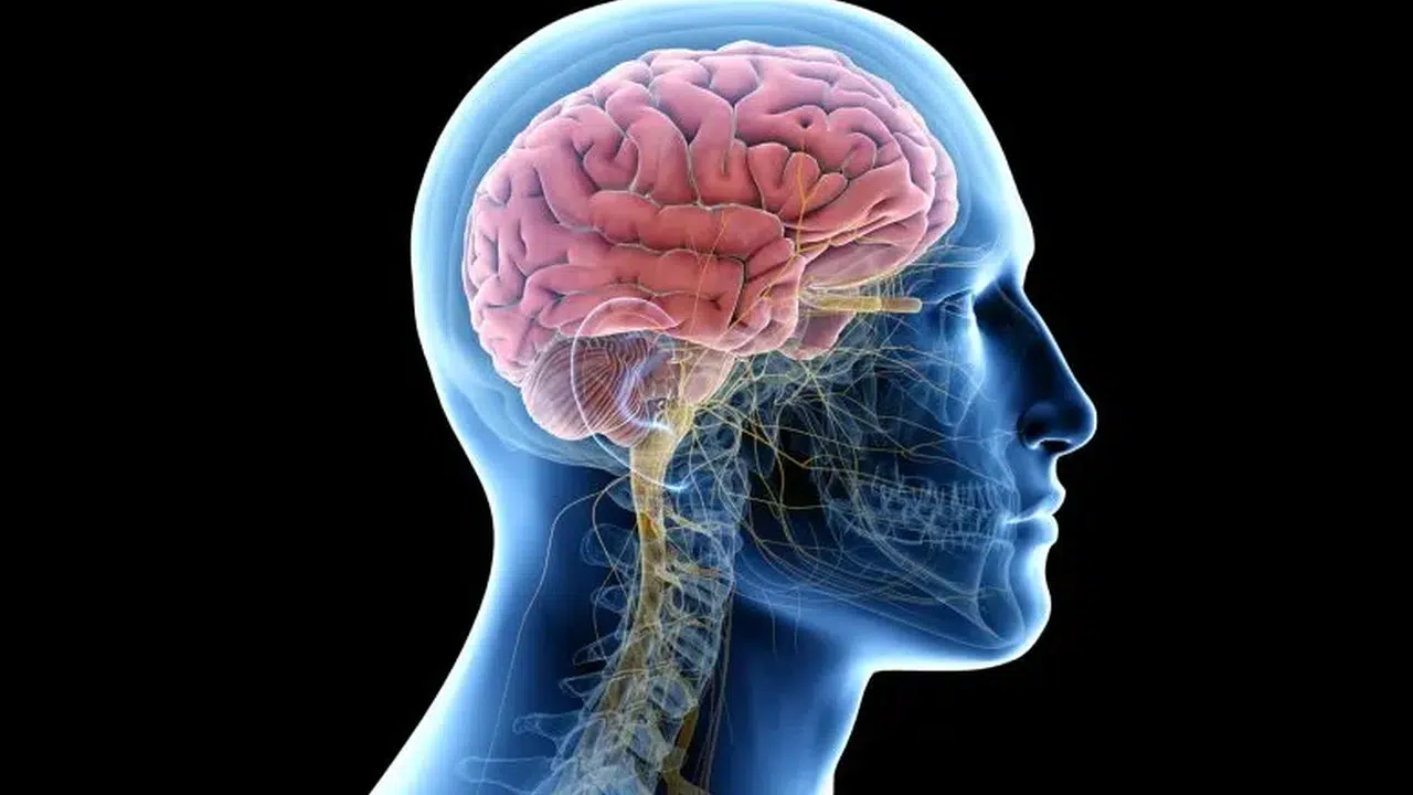 Nörobilimci Dr. Önder Albayram, insan beyninin içinde yeni bir  temizleme merkezi  keşfetti.