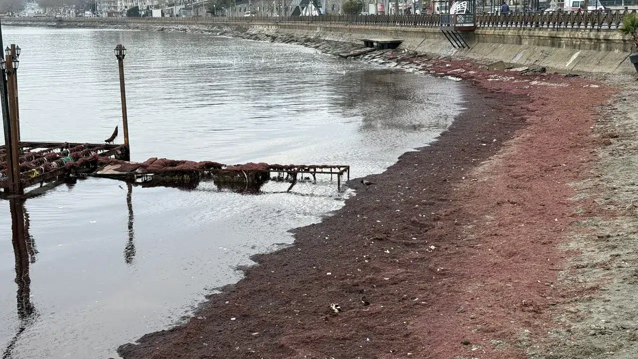 Tekirdağ'da kırmızı alarm: Sahilin görüntüsü tedirginlik yarattı!