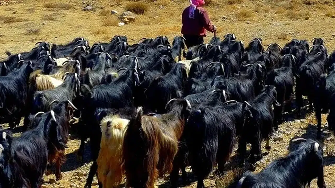 İnsan kaçakçılığından keçi kaçakçılığına: İsrail askerleri Suriye'den 250 keçi çaldı!
