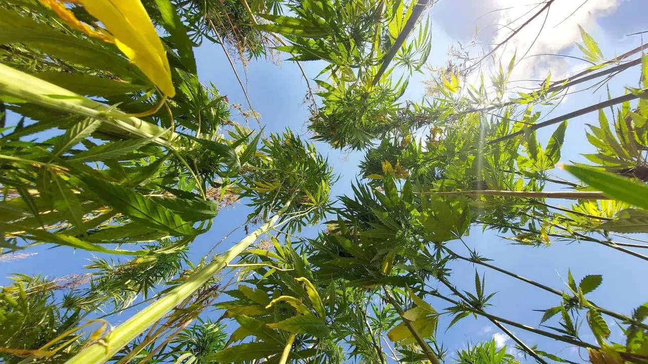 Resmi Gazete’de yayımlandı: Sağlık ürünleri ve kişisel bakım için kenevir yetiştiriciliği hangi illerde yapılacak, 21 il hangileri?