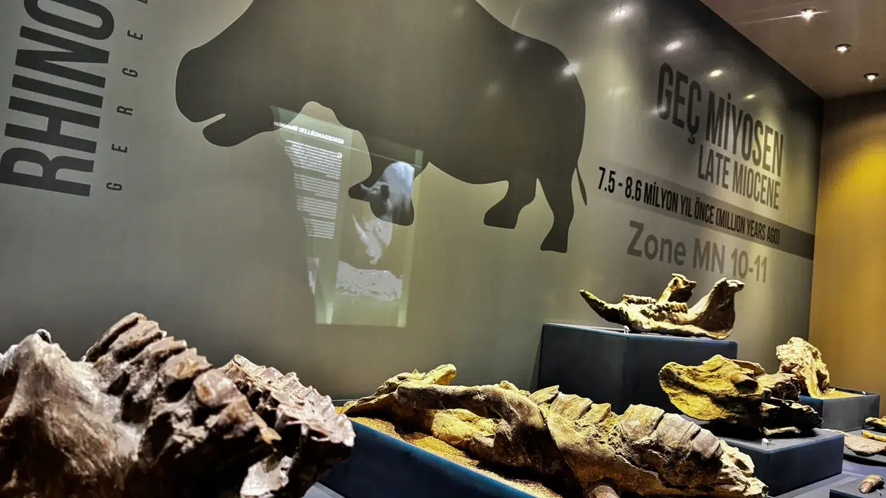 Çankırı'daki asırlık konakta sergilenen fosiller ilgi görüyor!