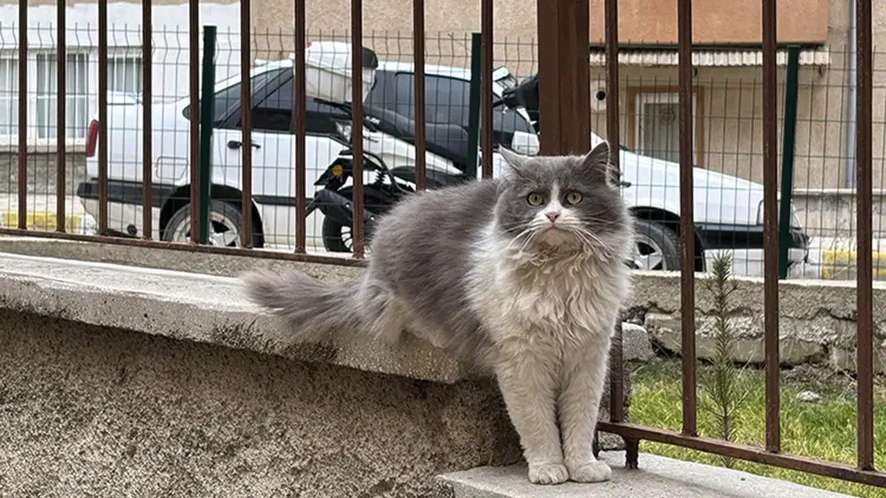 Kedilerde kanser çalışmaları ne anlama geliyor, insanlarla benzer mi?