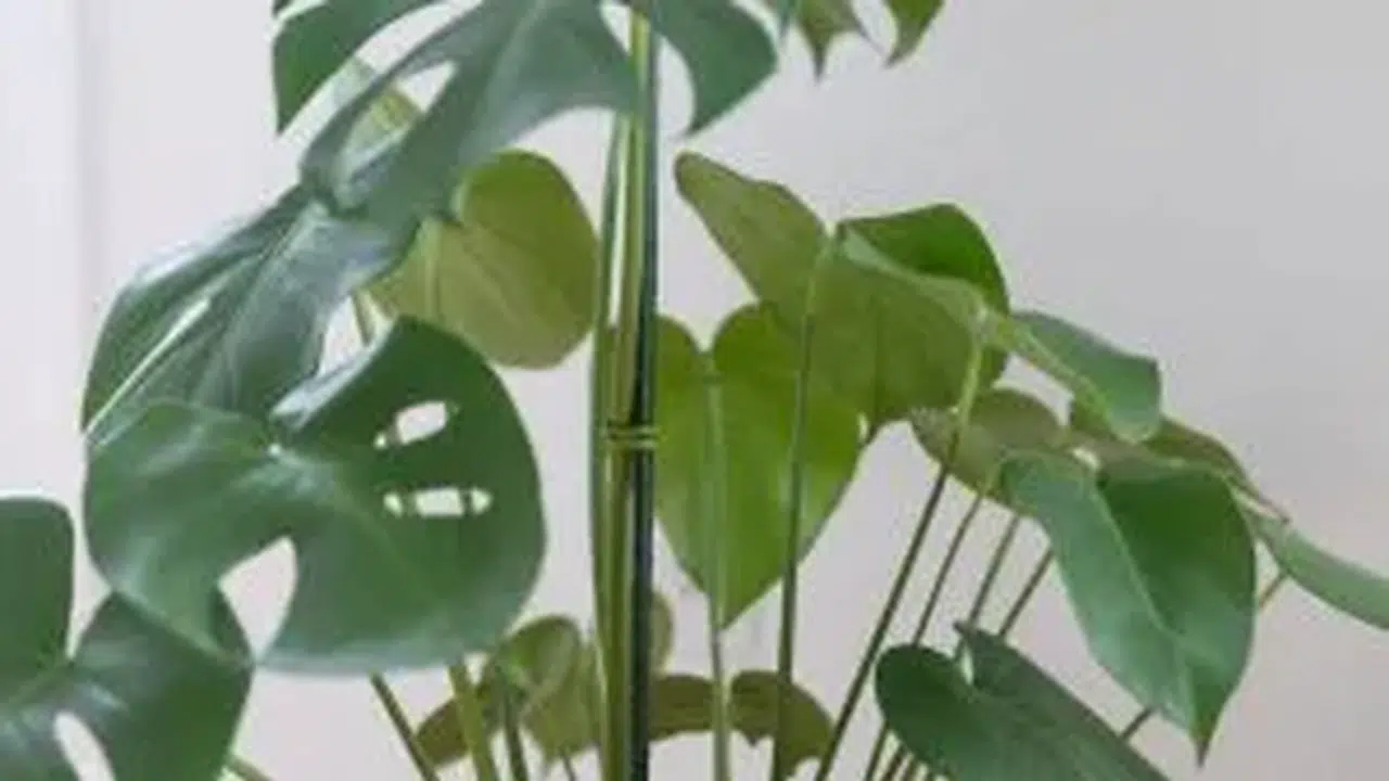 İspalya ne demek, bitki mi, ne anlama geliyor?