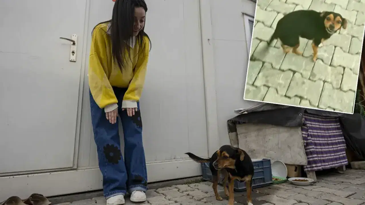 Fatma Arat kimdir, köpeği Boncuk ile neden gündem oldu, kaç yaşında ve ne iş yapıyor?