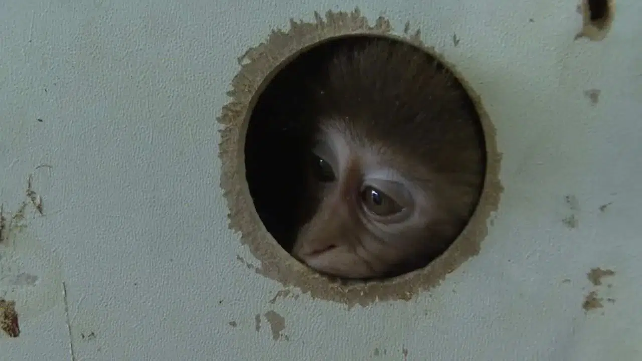 Türkiye’de Rhesus maymunu beslemek neden yasak, evde bakılır mı, insanlara zarar verir mi?