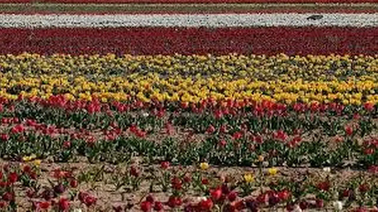 Lale Mevsimi Ne Zamandır, Ne Zaman Çiçek Açar, Lale Vazoda Kaç Gün Dayanır?