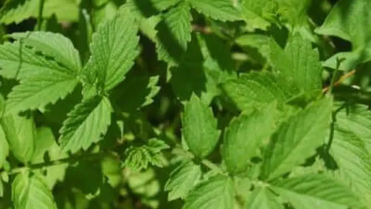 K harfi ile başlayan bitki isimleri nelerdir? İsim şehir oyununda baş harfi K olan sebze ve meyveler