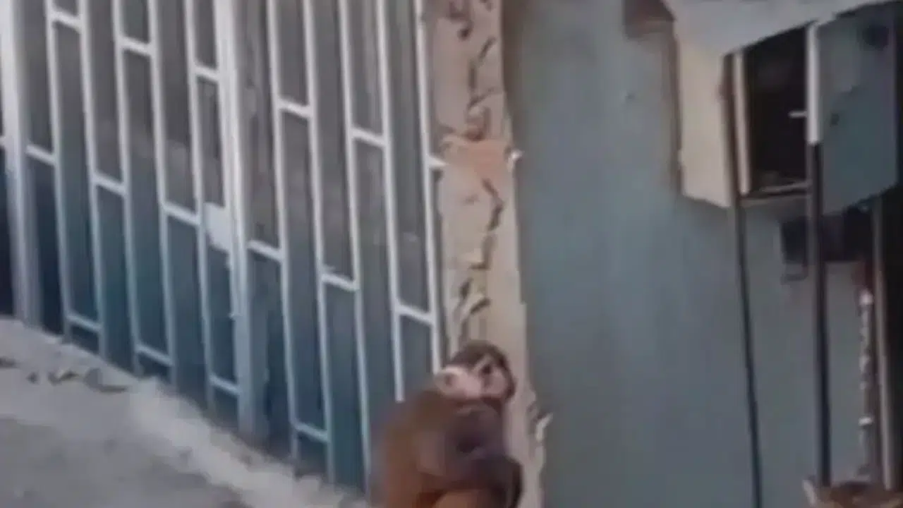 Kadıköy’de Çatılarda Makak Alarmı, Kaçan Maymun Yakalandı