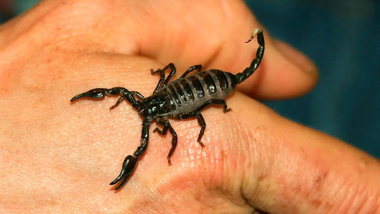 Rüyada Akrep Görmek Ne Anlama Gelir, Akrep Yuvası, Akrep Soktuğunu, Zehri, Öldürmek ve Beslemek Nasıl Yorumlanır?