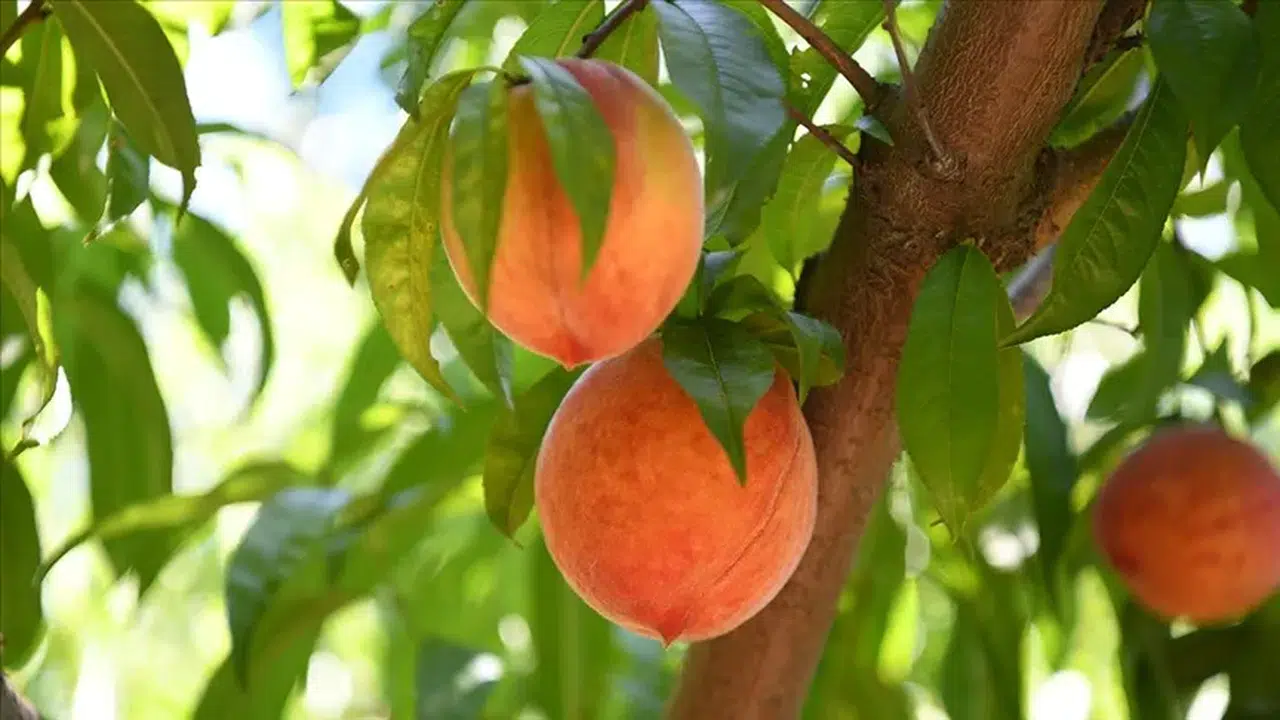 Yaz Onsuz Olmaz! Şeftali Hangi Ayda En Lezzetli?