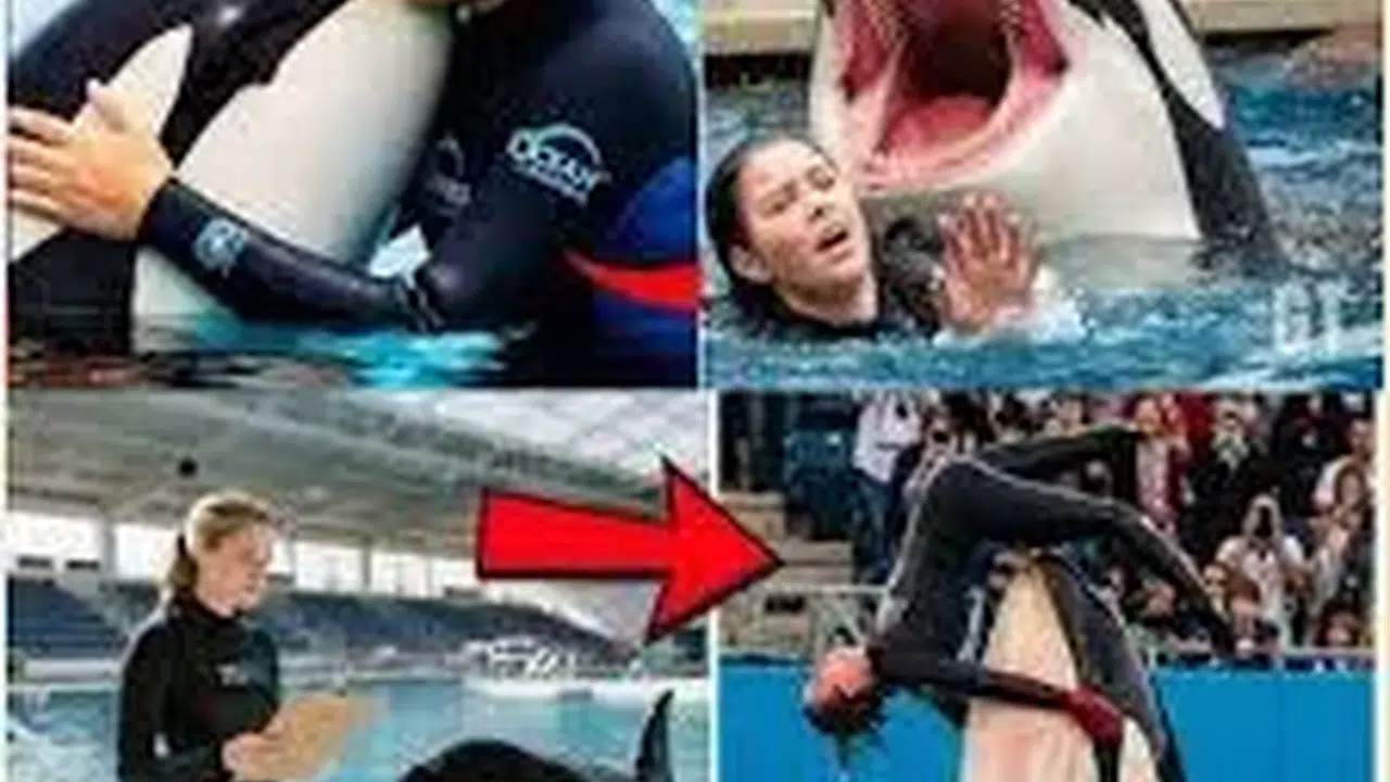 Jessica Radcliffe Öldü mü? Orca Eğitmeni Hakkında Gerçekler