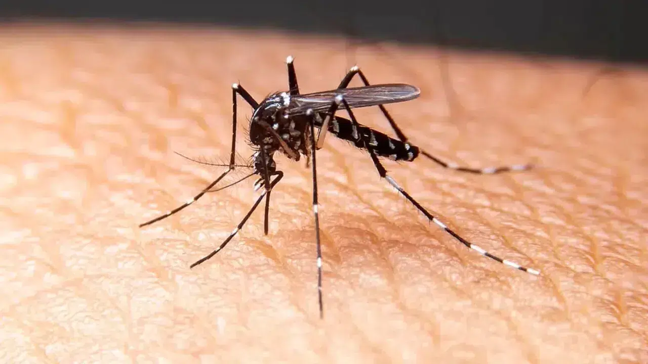 Sinek ısırığı iltihaplanması nasıl anlaşılır, kaç günde iyileşir, hasta eder mi, tehlikeli mi?