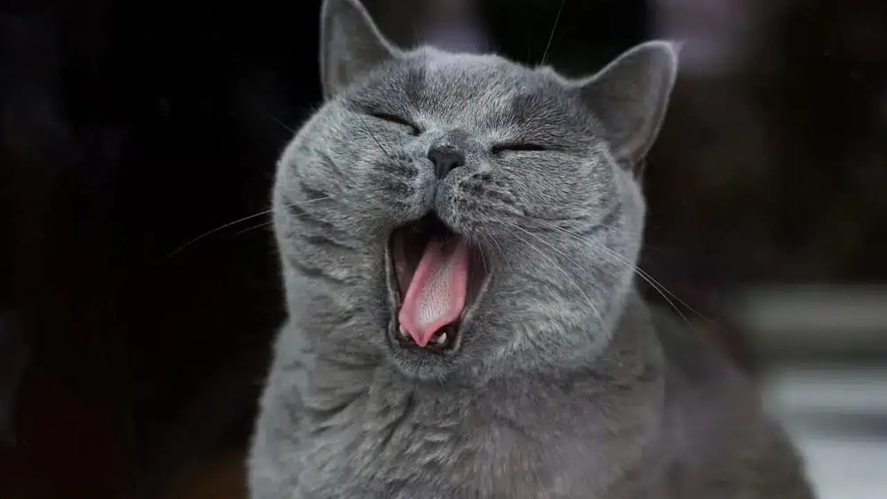 Kediler Neden Sürekli Esner? Kedilerin Esnemesi Ruh Hali ve Sağlık Durumu Hakkında Ne Anlatır?