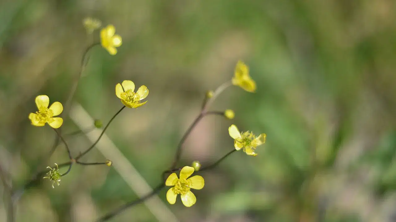 Doğa Isınmaya Başlıyor! Cemreyle Birlikte Bahar Geri Sayımda