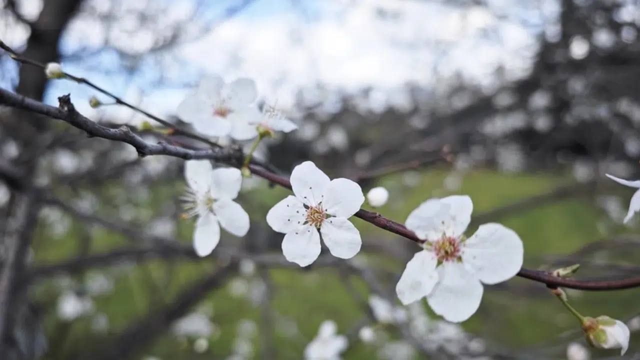 İlk Cemre Düştü! Gözler Şimdi 26-27 Şubat’ta