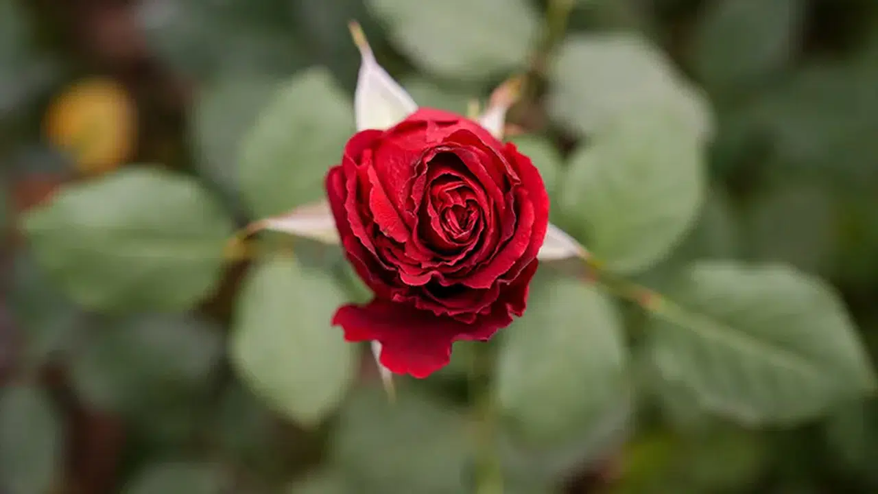Antalya’da Sevgililer Günü çiçek fiyatları ne kadar, kırmızı gül ve orkideler kaç TL'den satılacak?
