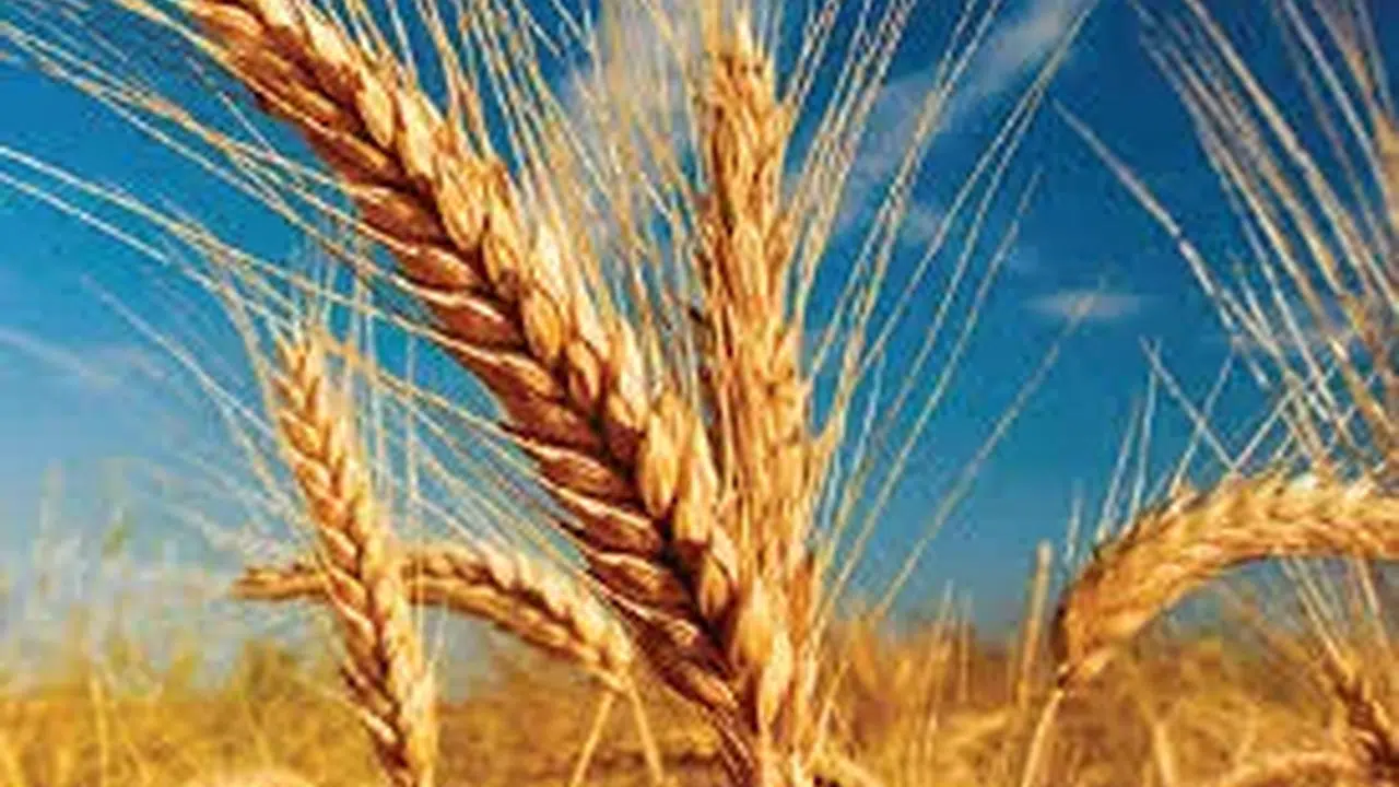 Öşür ile zekât arasındaki fark nedir? Hangi ürünlerden alınır, oranı kaçtır?