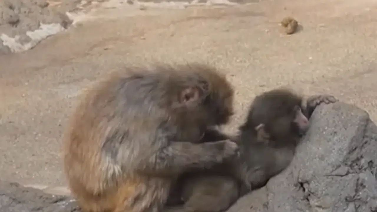 Yavru maymun Punch olayı nedir? Japonya Ichikawa Hayvanat Bahçesi’nde makak Punch neden oyuncağını bırakmıyor?