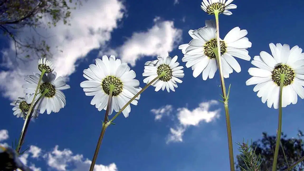2026 cemre düşme tarihleri ne zaman, ilk cemre hangi gün düşecek, cemre nedir?